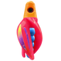 HSR-MA_BSR-BL_TTR-PK_ST-PU.png