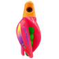 HSR-MA_BSR-GR_TTR-PK_ST-PU.png