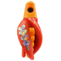 HSR-MA_BSR-MA_TTR-RD_FB-SI.png