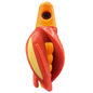 HSR-MA_BSR-MA_TTR-RD_ST-GLW-YE-RD.png