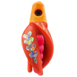 HSR-MA_BSR-PK_TTR-RD_FB-SI.png