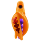 HSR-MA_BSR-PU_TTR-MA_FB-RD.png