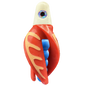 HSR-WH_BSR-BL_TTR-RD_CO-GLW-OR.png