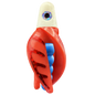 HSR-WH_BSR-BL_TTR-RD_CO-RD.png