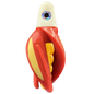 HSR-WH_BSR-GO_TTR-RD_ST-GLW-YE-RD.png
