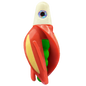 HSR-WH_BSR-GR_TTR-RD_ST-GLW-YE-RD.png