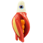 HSR-WH_BSR-MA_TTR-RD_ST-GLW-YE-RD.png