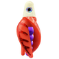 HSR-WH_BSR-PU_TTR-RD_CO-RD.png