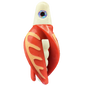 HSR-WH_BSR-WH_TTR-RD_CO-GLW-OR.png